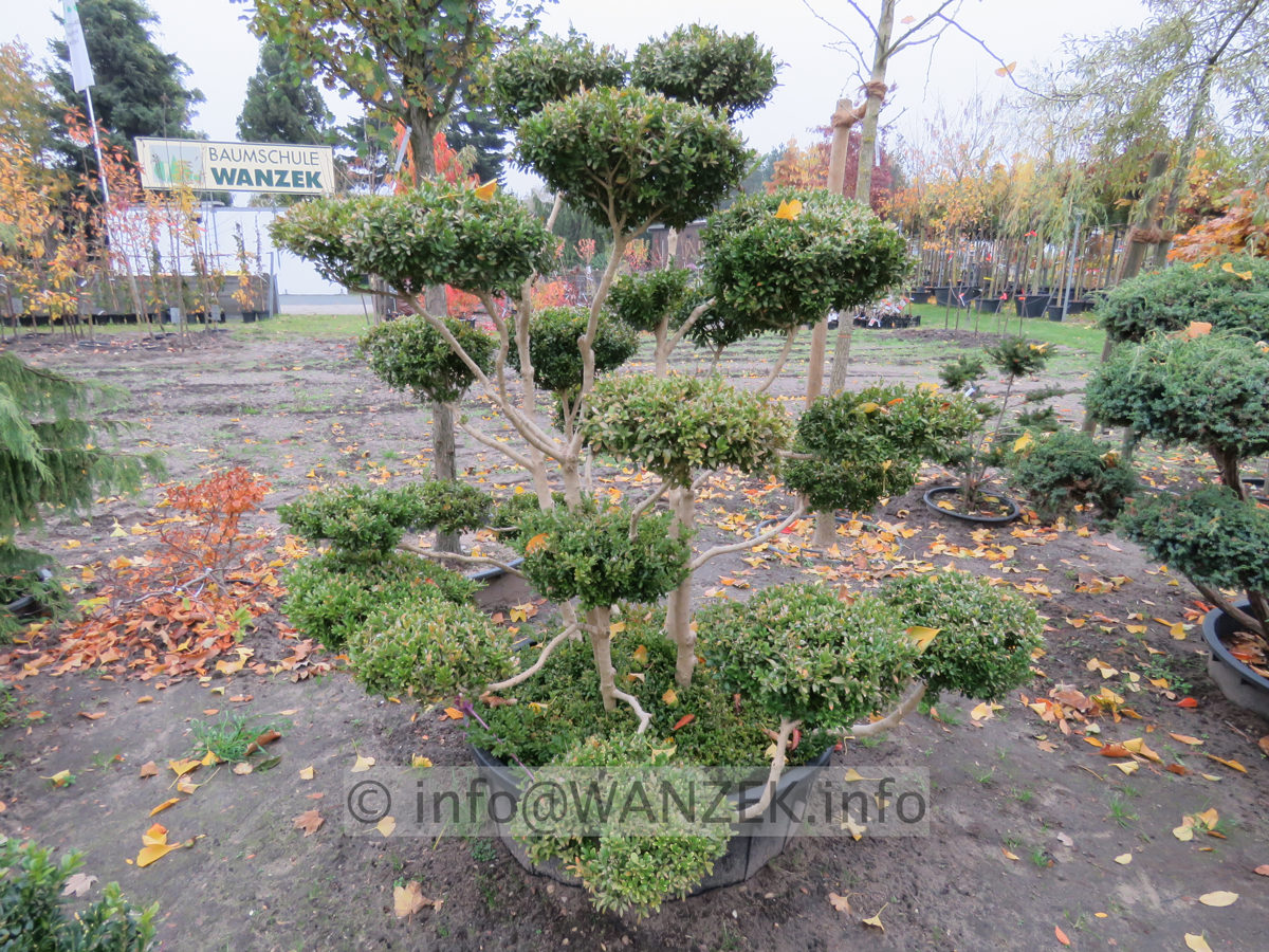 Buchsbaum Solitaer-Bonsai 02.JPG